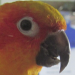 Sunnie, the female sun conure.